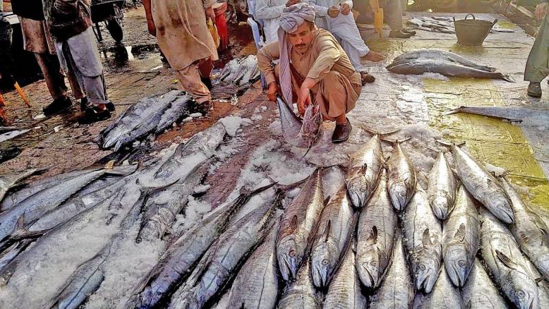 Fisheries research centre will be set up in Karachi: Minister