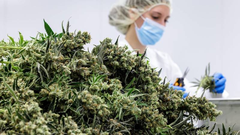US eases access to marijuana for medical use