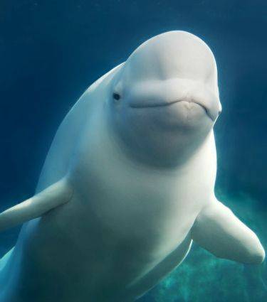 Beluga whale found far from home in river near Oslo