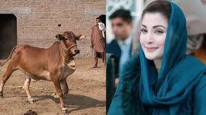 Punjab to export million livestock and meat, CM Maryam briefed