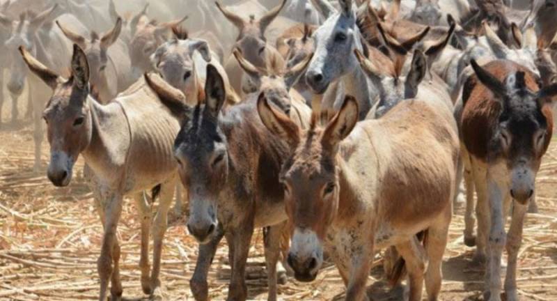 Govt approves regulated export of donkey meat and hides from Gwadar