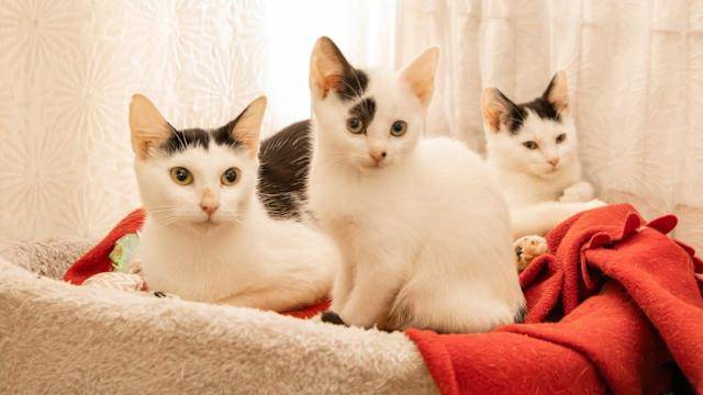 Japan startup seeks approval of cat kidney disease treatment