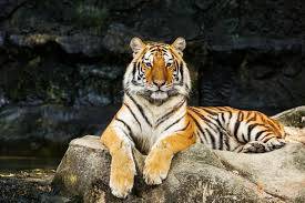 Bangladesh's tigers stalk uncertain future in Sundarbans