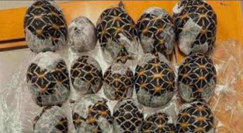 Teen with 30 tortoises under clothes nabbed at Thai airport