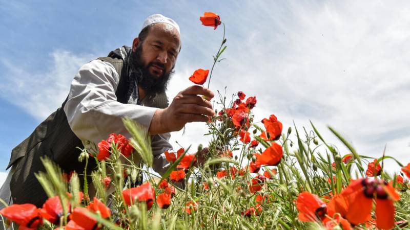 Afghans celebrate spring in bright red poppy fields