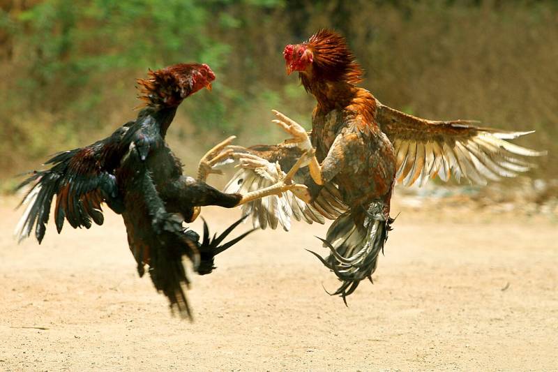 Korean Air bans roosters on US-Philippine routes amid cockfighting outcry