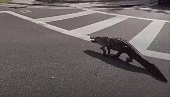 Seven-foot alligator captured on Florida Highway and relocated safely
