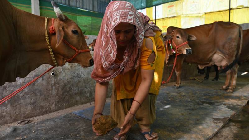 India's cows offer biogas alternative to Mideast energy crunch