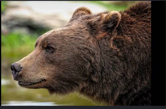 Japan confirms year's first fatal bear attack, two others suspected