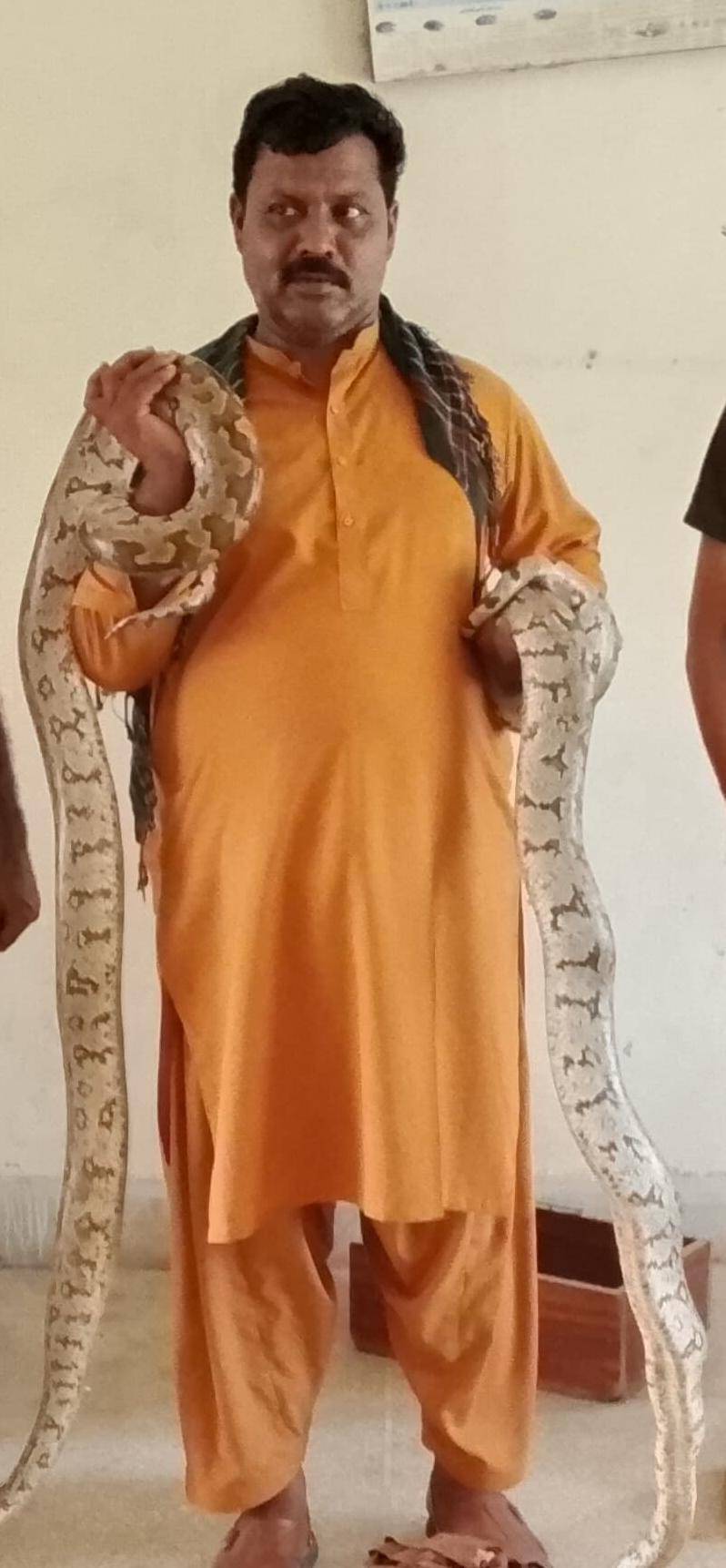 Indian rock python pair confiscated from snake charmer in Lodhran