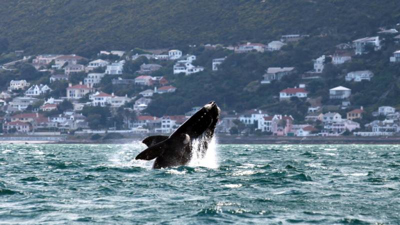 Middle East conflicts a danger for whales off South Africa