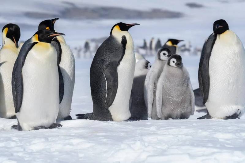 Emperor penguins in focus as Antarctic talks start in Japan