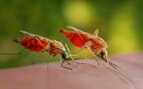 What if we killed all mosquitoes?
