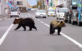 Japan bear sightings double in year to March
