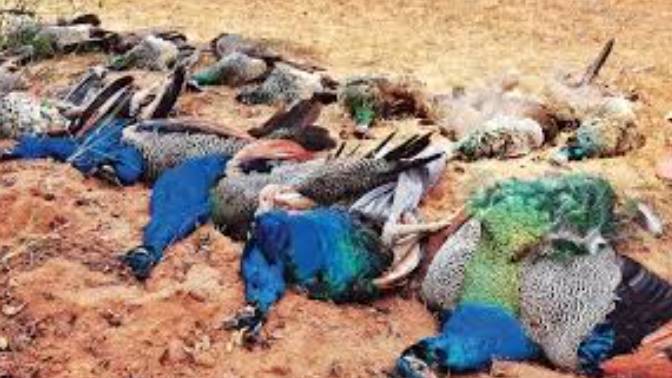 Extreme heat kills 13 peacocks in Tharparkar