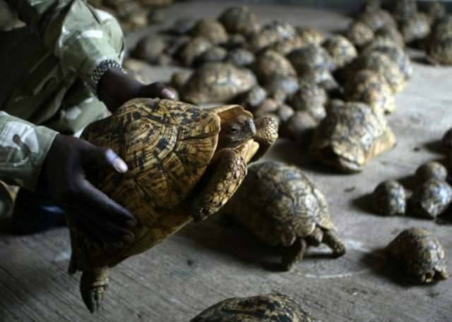Kenya's reptile pet trade surges as species decline: report