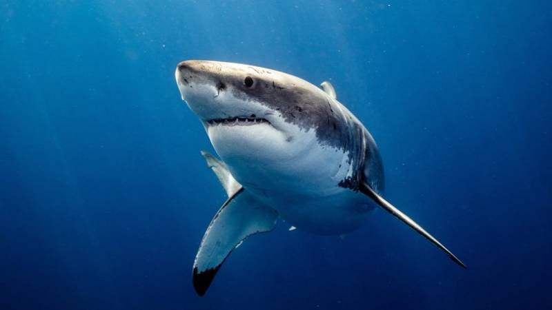 Man killed by great white shark in Australia