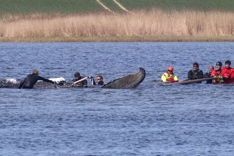 Whale that was rescued after stranded in Germany found dead in Denmark
