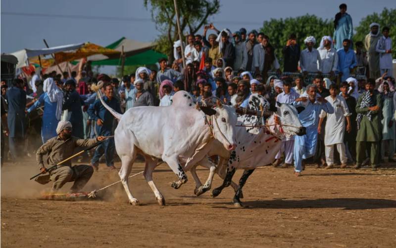 Colourful bull racing competition celebrates rural Sindhi traditions