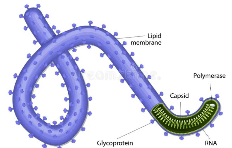 Ebola: Portrait of a killer virus