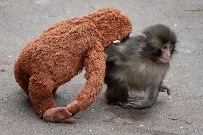 Japan arrests Americans over stunt at baby monkey Punch's zoo