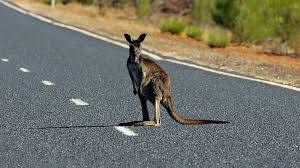 Runaway kangaroo disrupts Belgian rail service
