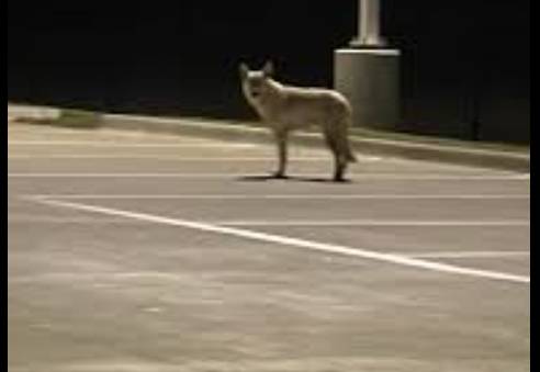 Dog delays flight take-off at Karachi Airport
