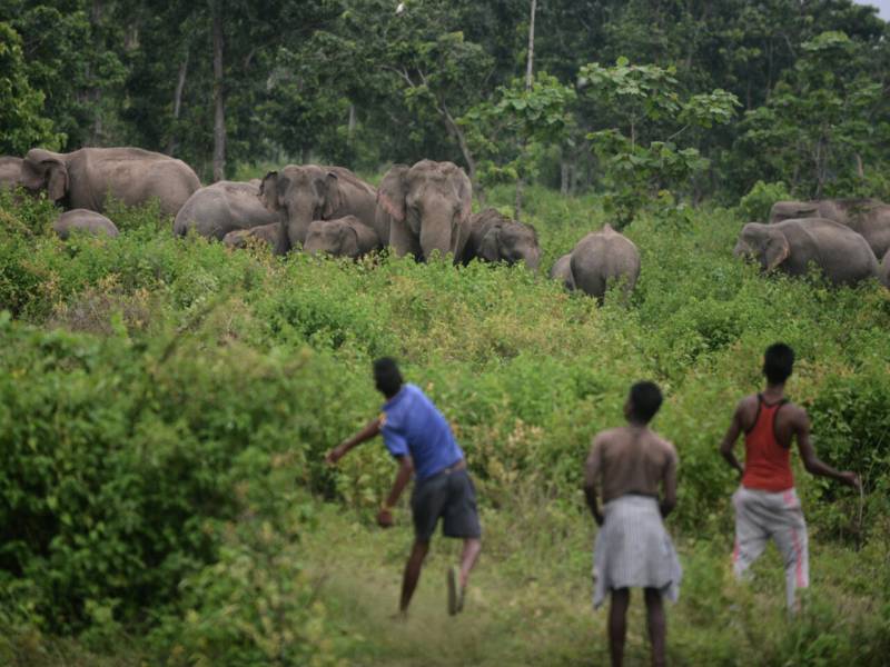 Elephant in the room: Nepal's first Cannes film takes on taboos