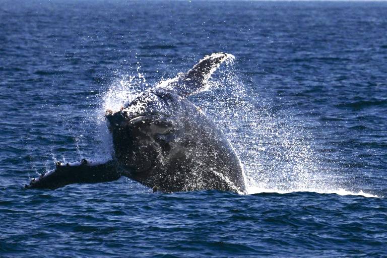 Whale of a time: Humpbacks set new distance record
