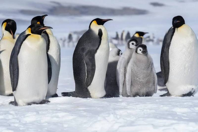 Antarctic talks fail to better protect emperor penguins