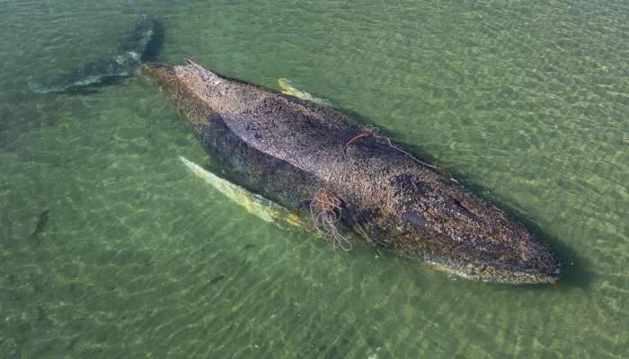 Denmark to autopsy 'Timmy' the whale