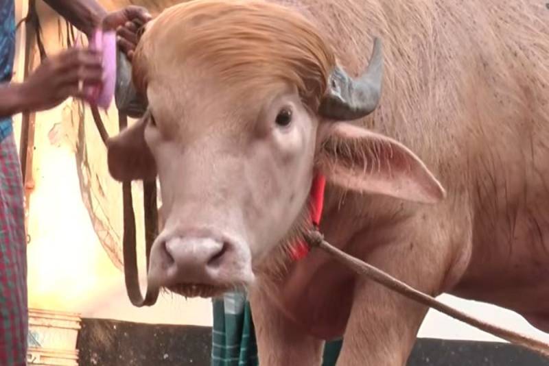 Bangladesh's 'Donald Trump' buffalo wins fans