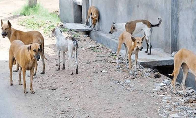 PMA Lahore expresses concern over rabies deaths, dog attack incidents in Punjab