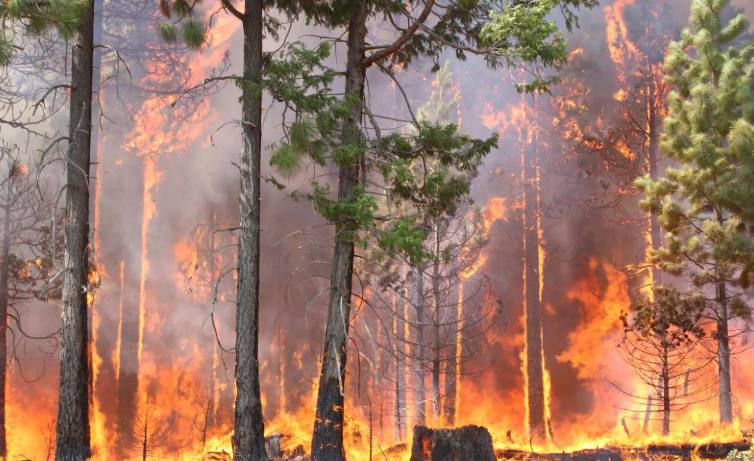 Trees worth millions burn to ashes as fire spreads in Lodhran forest