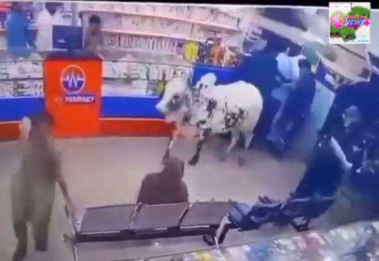Bull storms into medical store in Gujranwala, leaves citizens startled