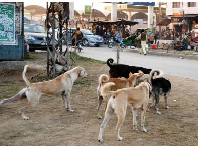 Five sacrificial animals mauled by stray dogs in Karachi 