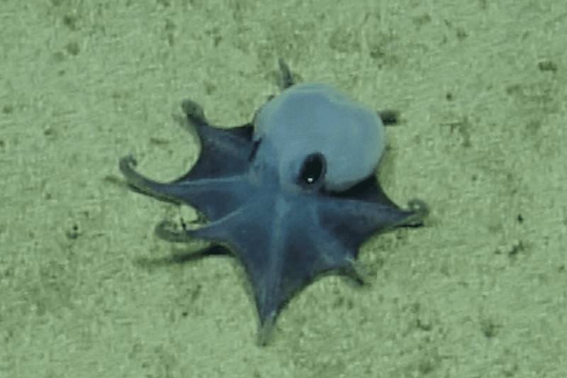Scientists find new deep-sea octopus
