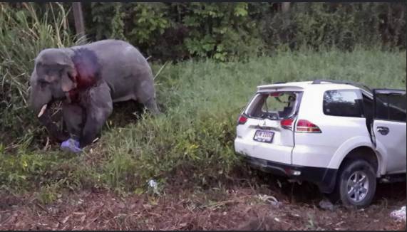 Three killed in Uganda after crashing into elephant