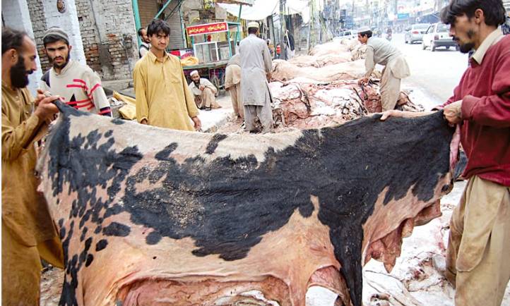 Balochistan govt bars banned groups from collecting sacrificial animals’ hides