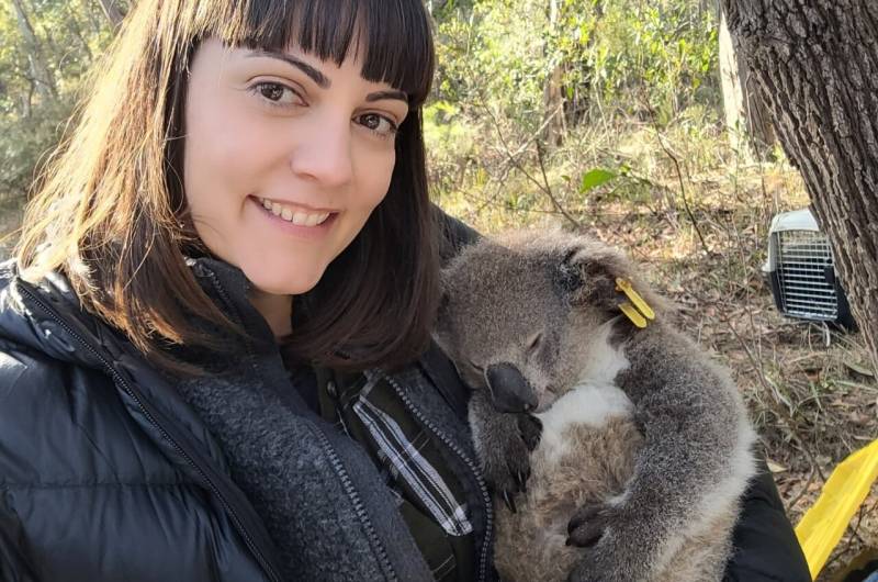 Even moderately hot days raise risk of koala deaths: study