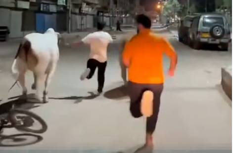 Sacrificial bull runs onto Multan flyover