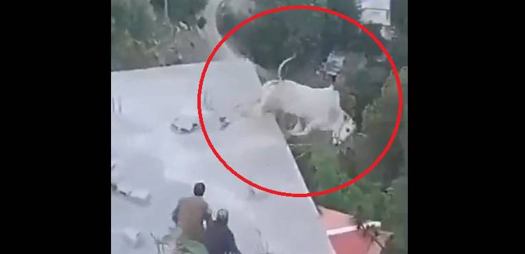Sacrificial bull falls into ravine in Murree, slaughtered on site after injuries