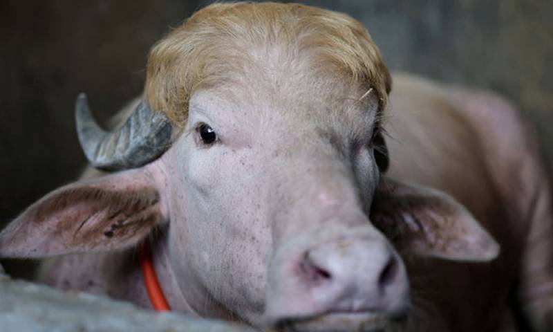 Bangladesh saves rare ‘Donald Trump’ buffalo from Eid sacrifice