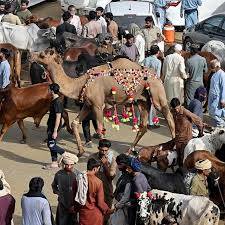 Over 7.4m animals sacrificed in Pakistan on Eid al-Adha: Report