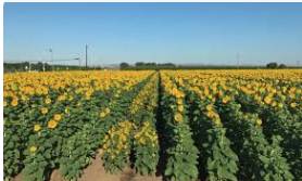 No buyer for ready sunflower crop in Nowshera Jadeed