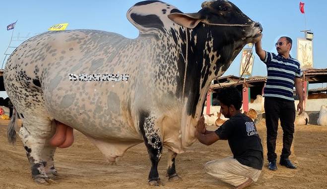 More than two million animals sacrificed across Punjab on Eid-ul-Adha