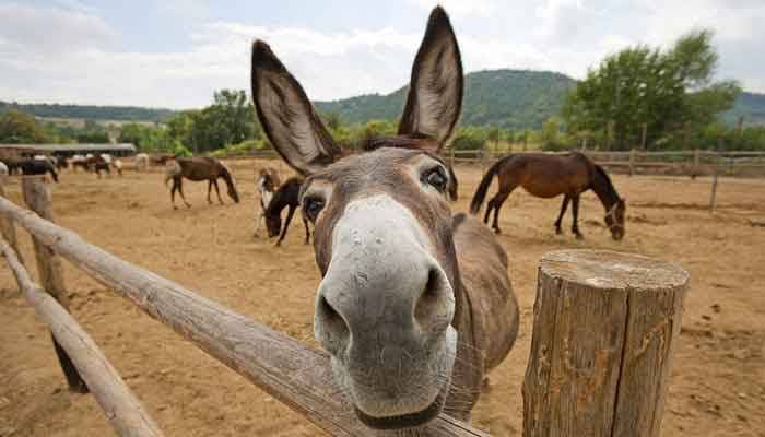 Donkeys population in Pakistan registers significant growth, official document reveals