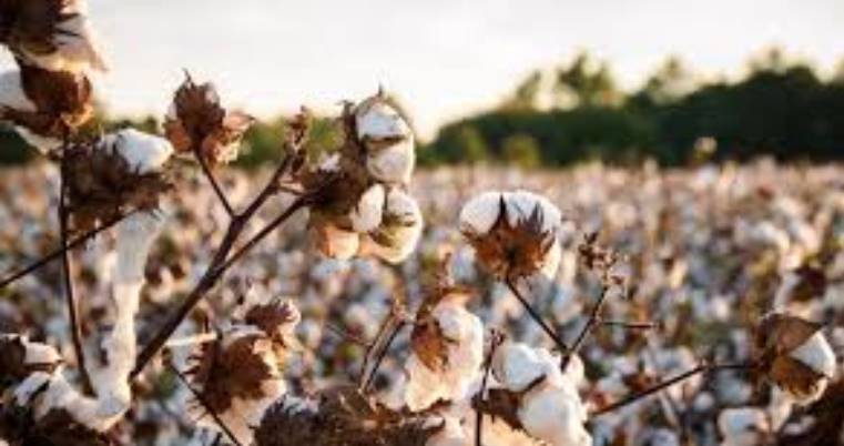 Cotton prices down after global rates decline