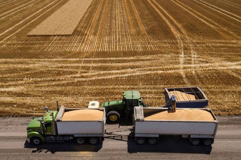Australia says wheat crop set to plunge over dry conditions