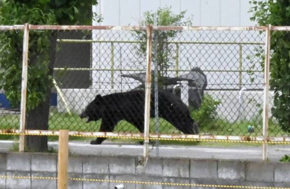 Bear goes on rampage in Japan, injuring four people
